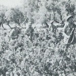Inniskillings advance through a vineyard